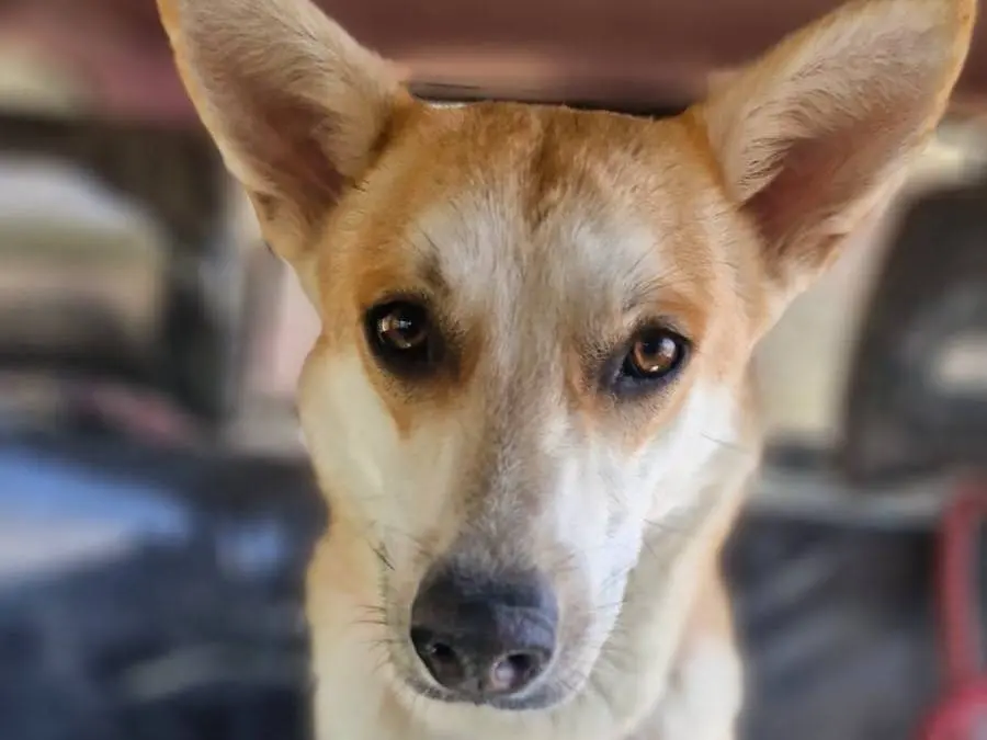 Adozione cane, femmina, Razza sconosciuta Razza sconosciuta, 2 anni e 4 mesi, taglia media contenuta, Milano