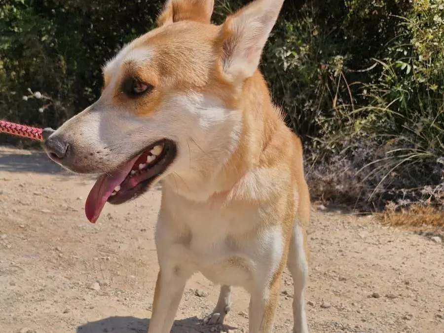 Vuoi adottare un cane a Milano?