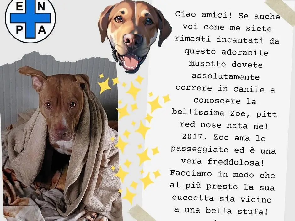 Adotta un cane, taglia media, femmina, Torino