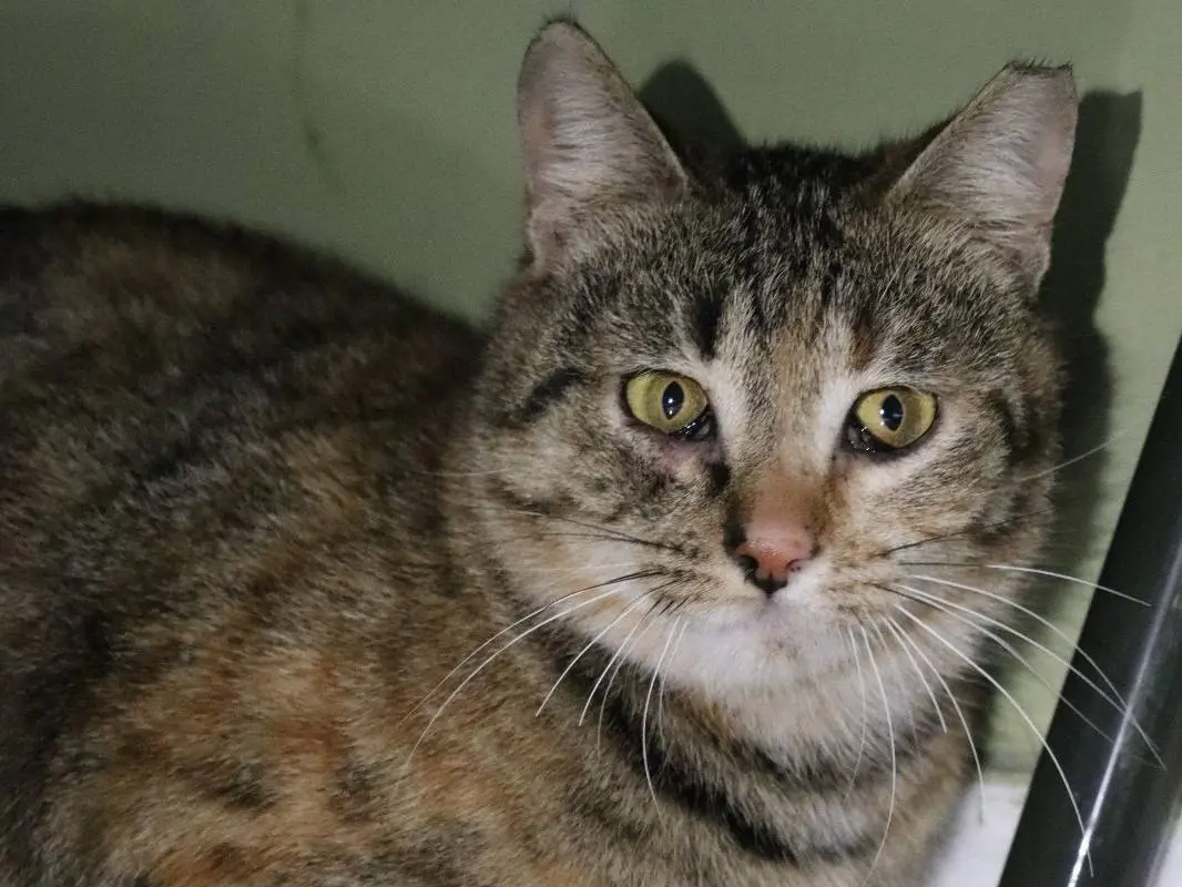 Adotta un gatto, femmina, 6 anni e 9 mesi, Torino
