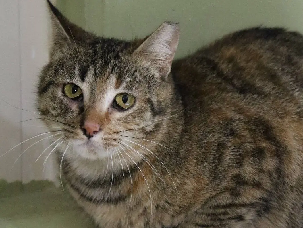 Adozione gatto, femmina, Razza sconosciuta Razza sconosciuta, 6 anni e 9 mesi, taglia non valida, Torino