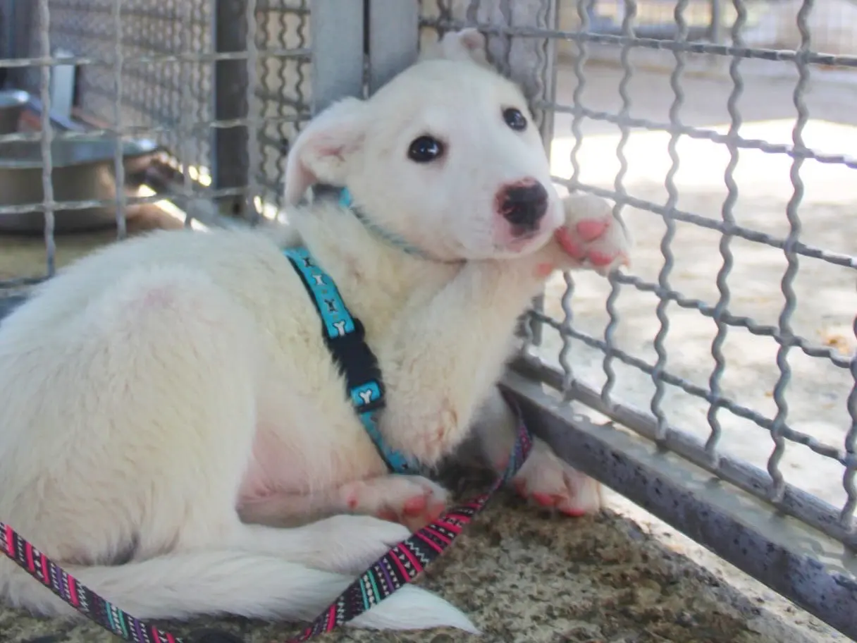 Vuoi adottare un cane a Cosenza?
