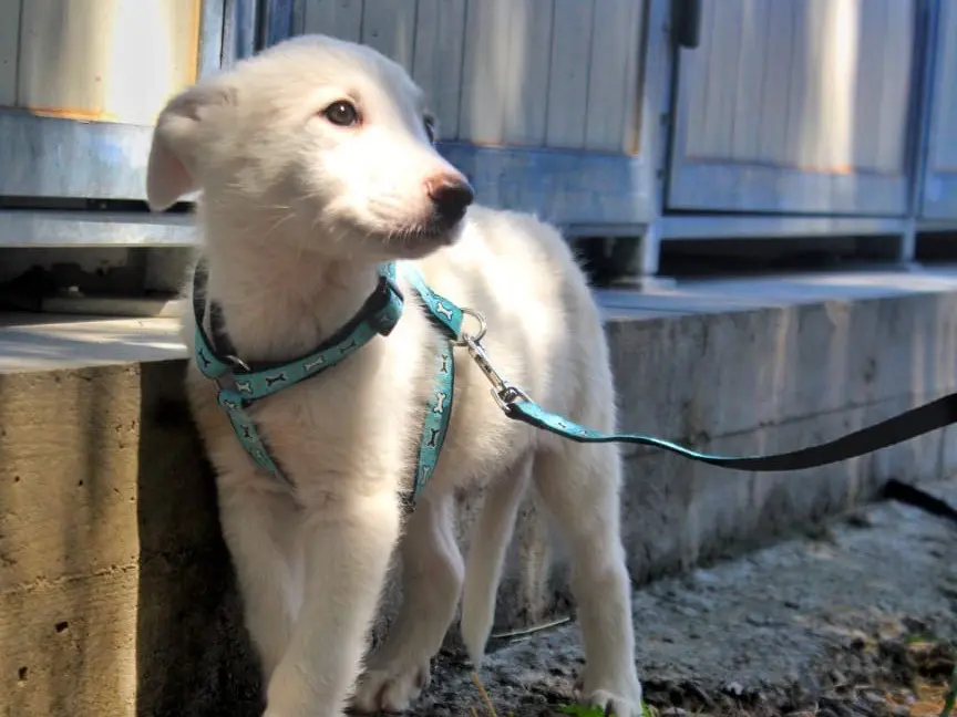 Adotta un cane, taglia media, maschio, Cosenza