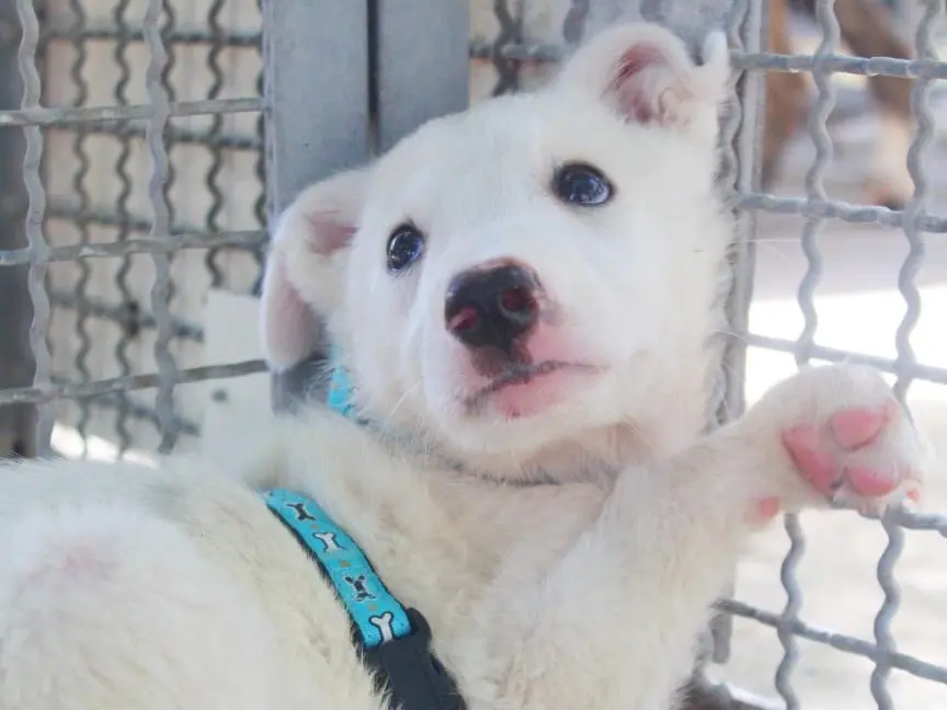Adozione cane, maschio, Razza sconosciuta Razza sconosciuta, 5 mesi, taglia media, Cosenza