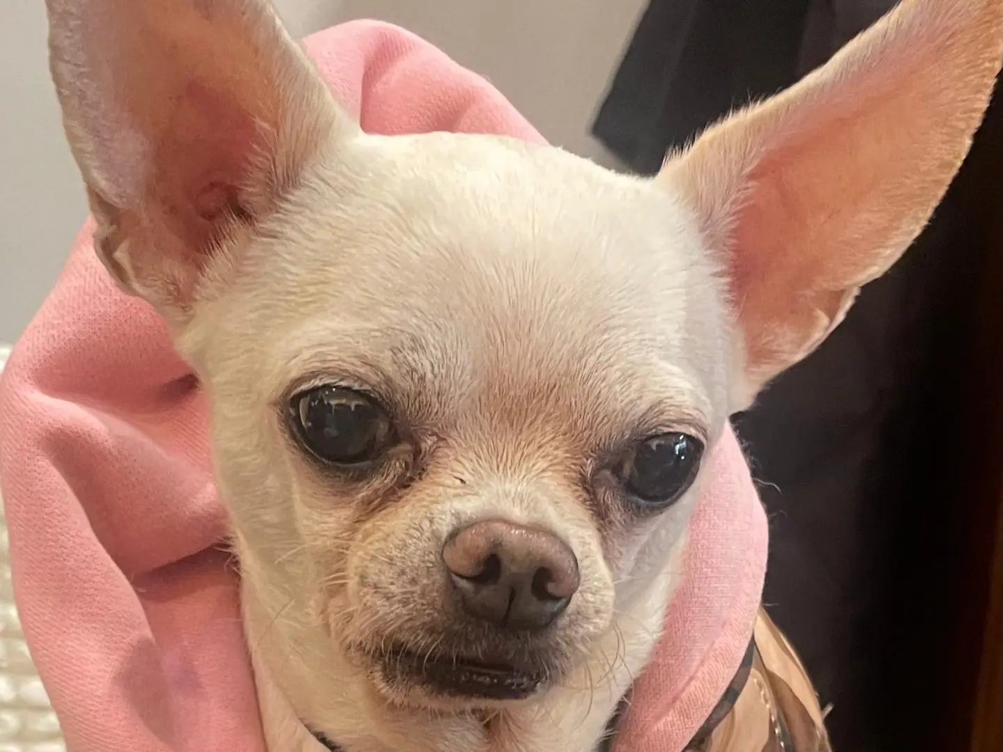 Adozione cane, maschio, Chihuahua Razza sconosciuta, 13 anni e 7 mesi, taglia piccola, Verona