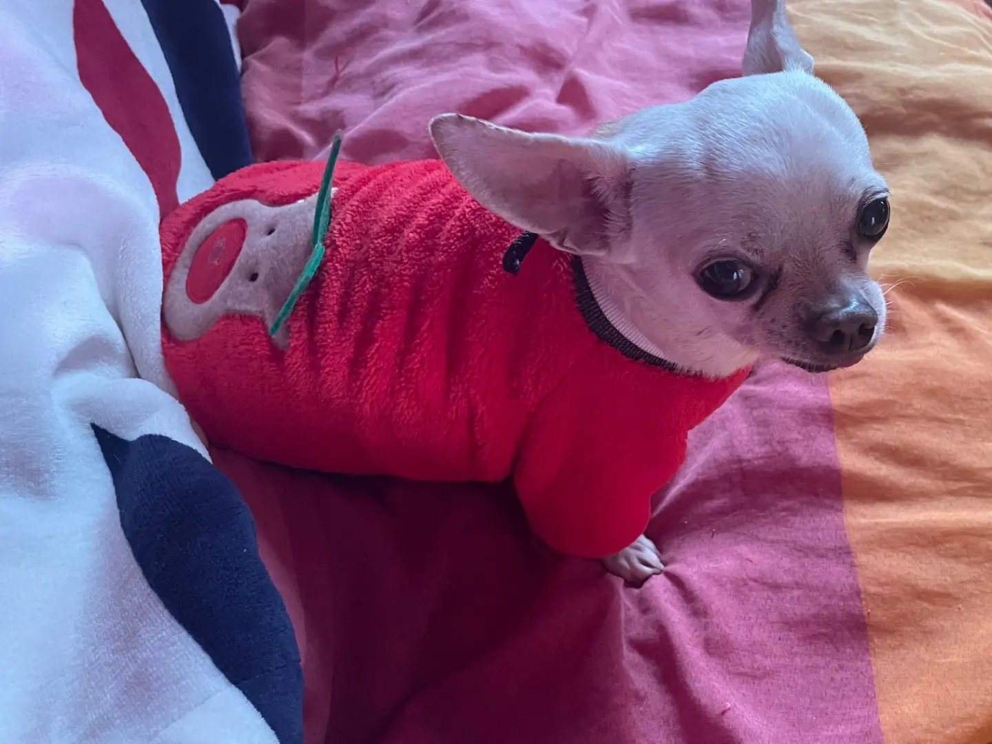 Adotta un cane, maschio, 13 anni e 7 mesi, Verona
