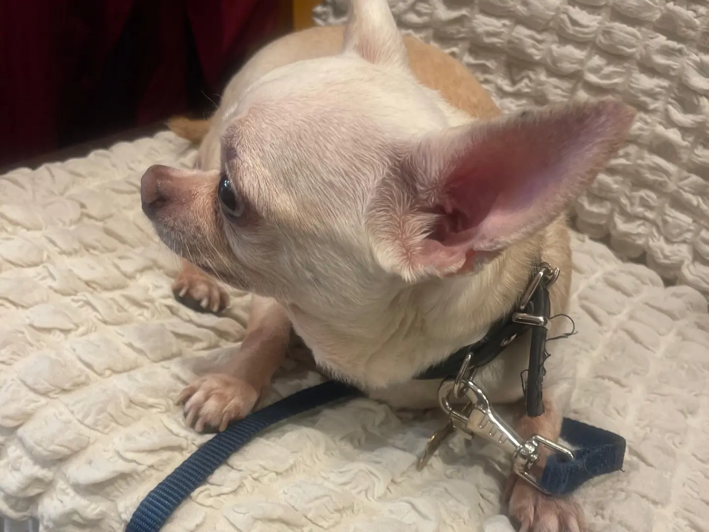 Adotta un cane, taglia piccola, maschio, Verona