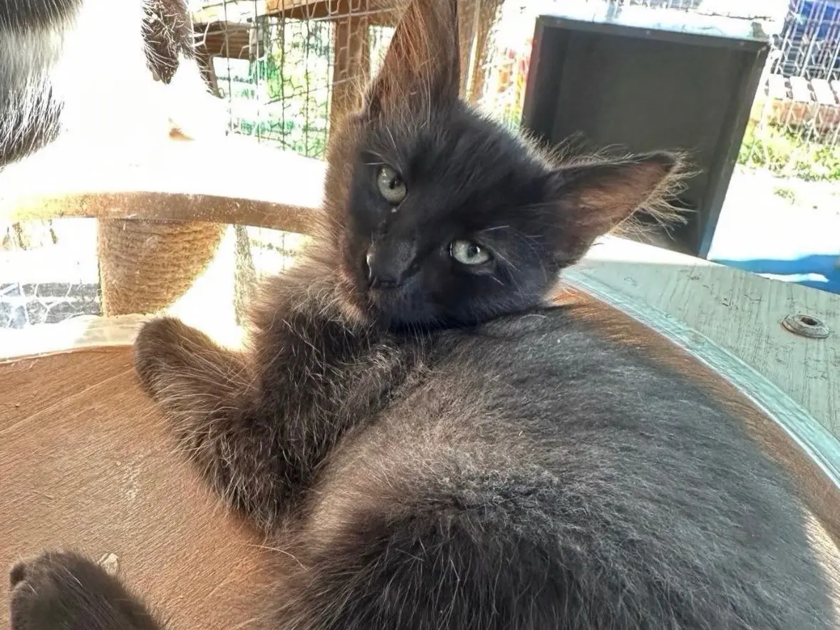 Adozione gatto, maschio, Razza sconosciuta Razza sconosciuta, 2 mesi, taglia non valida, Roma