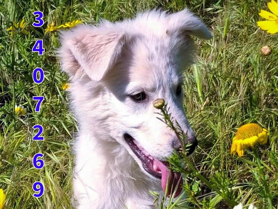 Adotta un cane, taglia media, femmina, Crotone