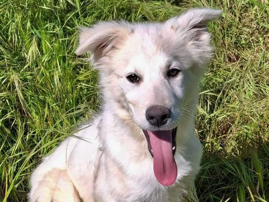 Adozione cane, femmina, Razza sconosciuta Razza sconosciuta, 9 mesi, taglia media, Crotone