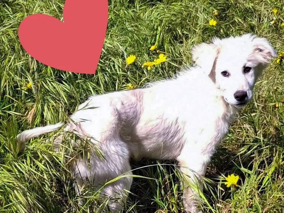 Adotta un cane, femmina, 9 mesi, Crotone