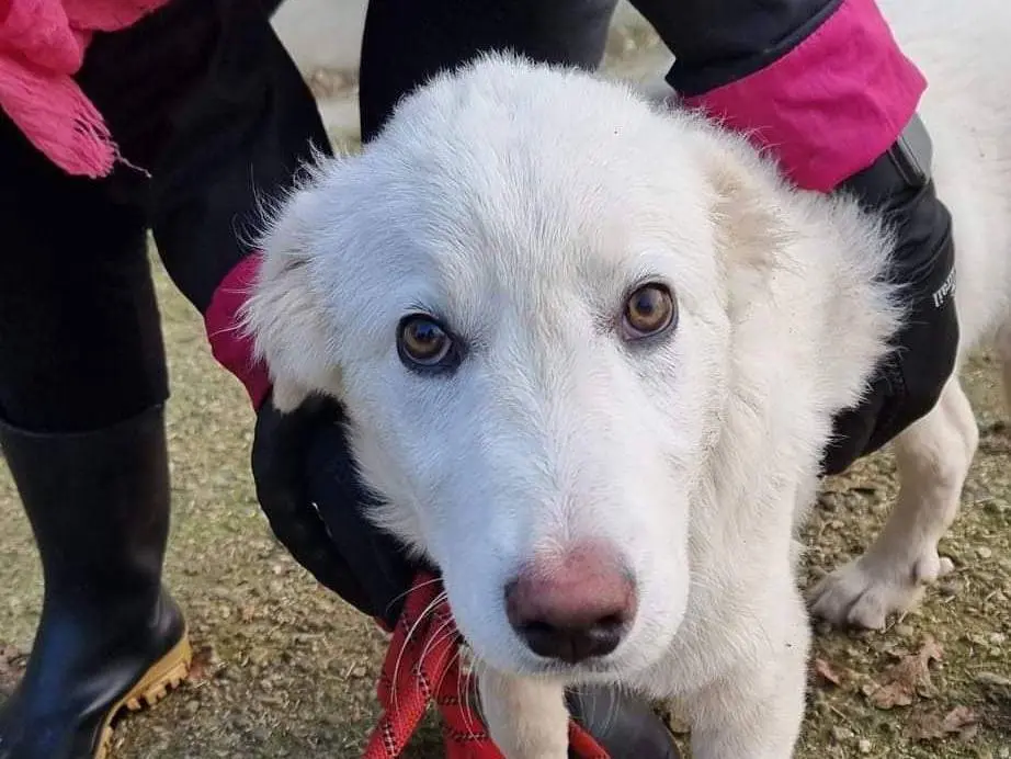 Adotta un cane, maschio, 2 anni e 1 mese, Pavia