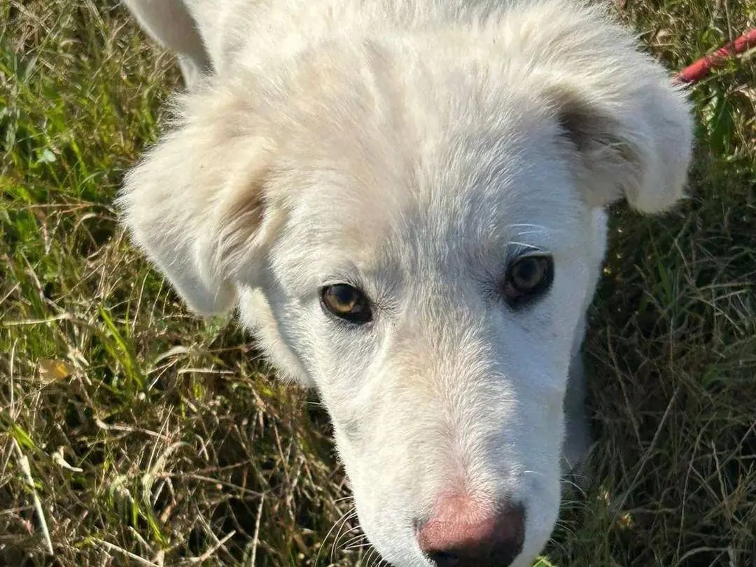 Adozione cane, maschio, Razza sconosciuta Razza sconosciuta, 2 anni e 1 mese, taglia grande, Pavia