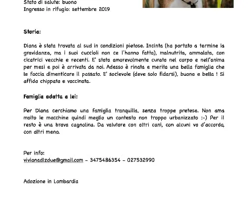 Vuoi adottare un cane a Bergamo?