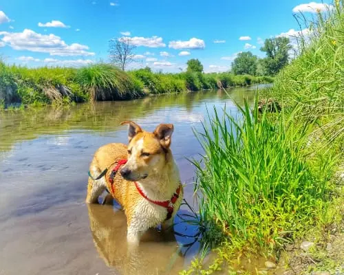 Adotta un cane, taglia media, femmina, Bergamo