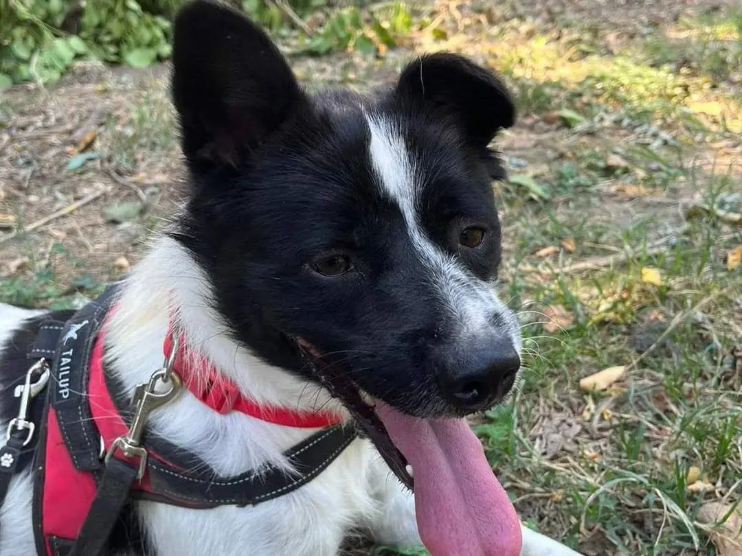 Adotta un cane, taglia media contenuta, femmina, Napoli