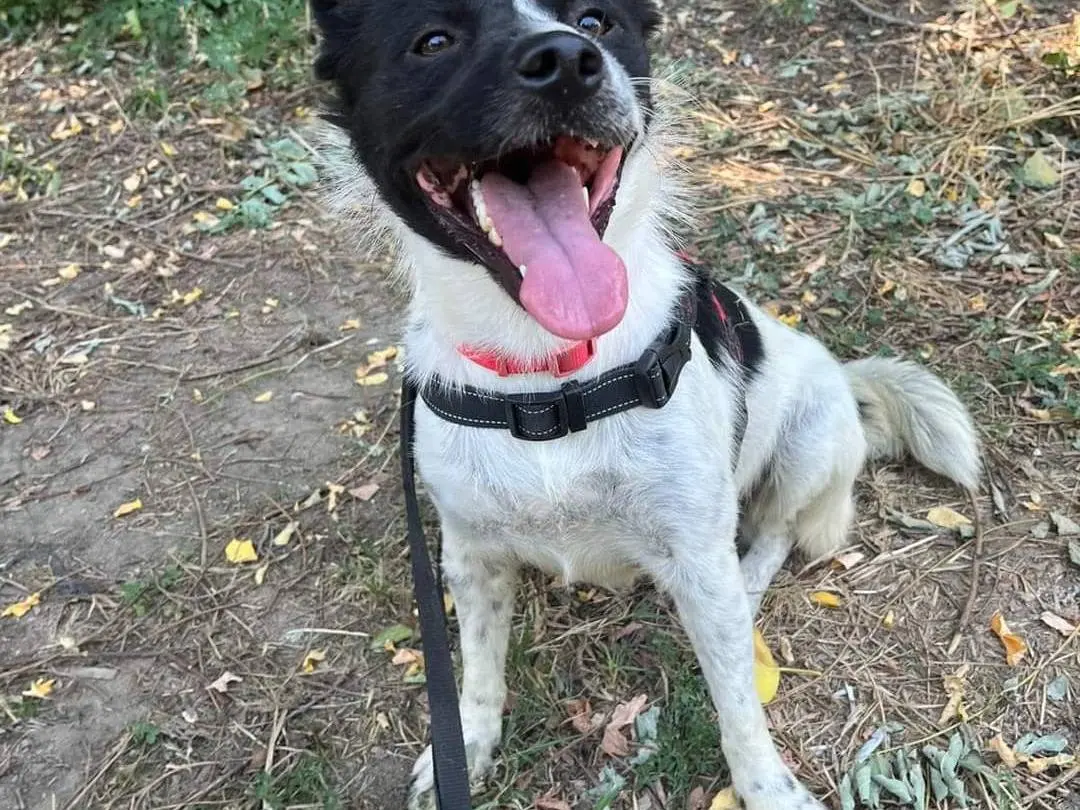 Adotta un cane, femmina, 6 anni e 6 mesi, Napoli