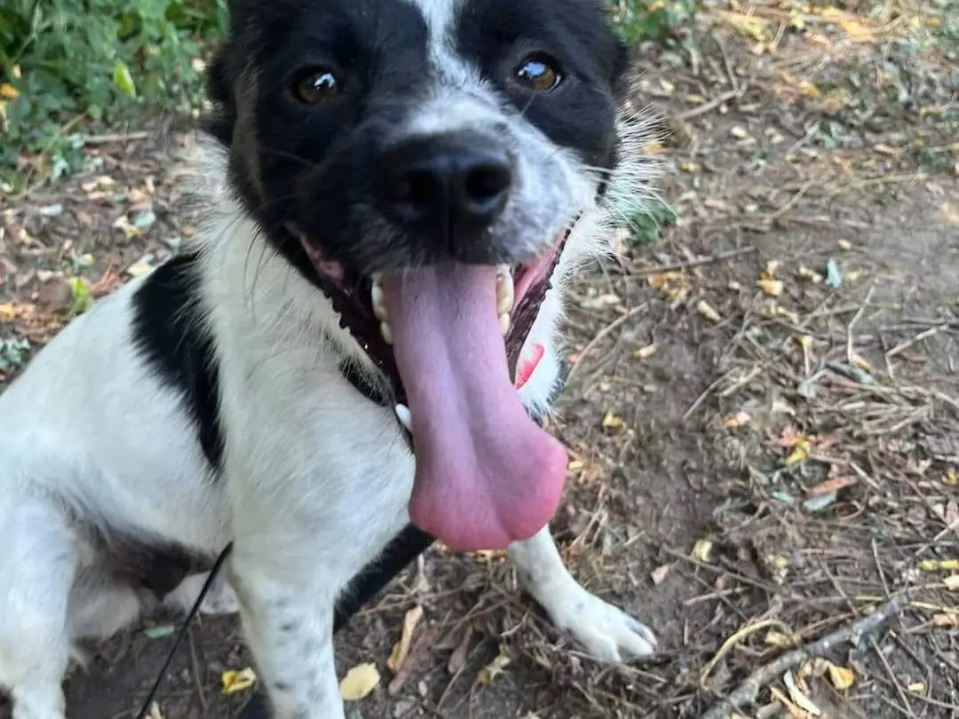 Adozione cane, femmina, meticcio, 6 anni e 6 mesi, taglia media contenuta, Napoli