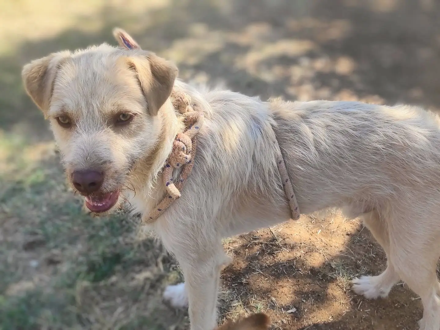 Adotta un cane, maschio, 4 anni e 9 mesi, Viterbo