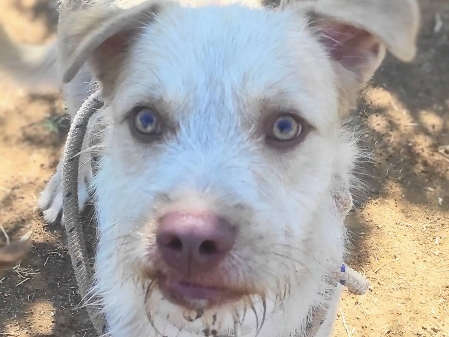 Adozione cane, maschio, meticcio, 4 anni e 9 mesi, taglia media contenuta, Viterbo