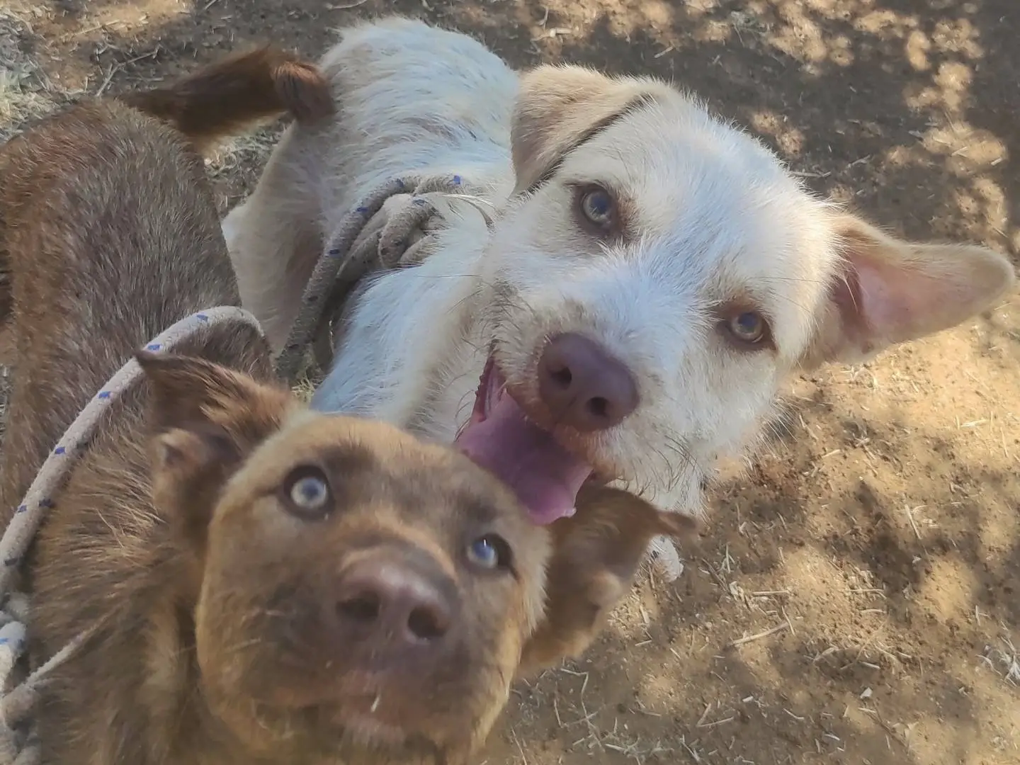 Adotta un cane, taglia media contenuta, maschio, Viterbo