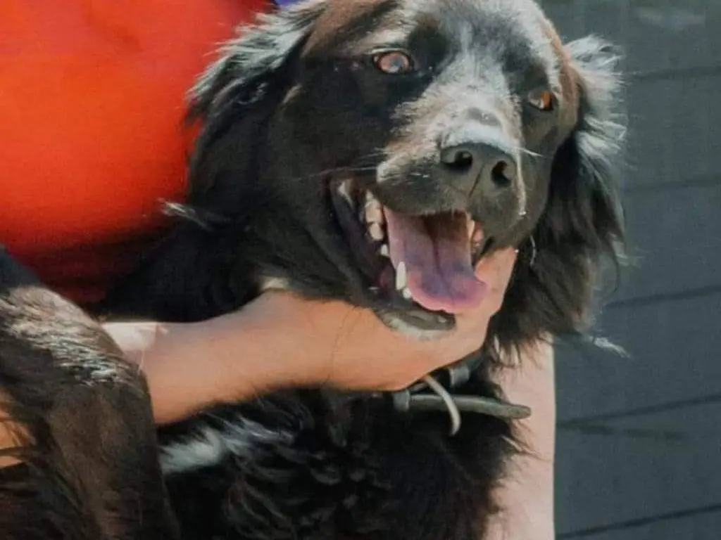 Adotta il cane BAGHEERA a Caserta
