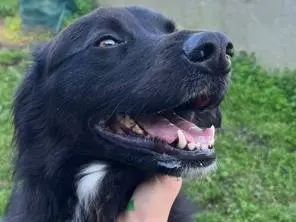 Adotta un cane, maschio, 5 anni e 3 mesi, Caserta