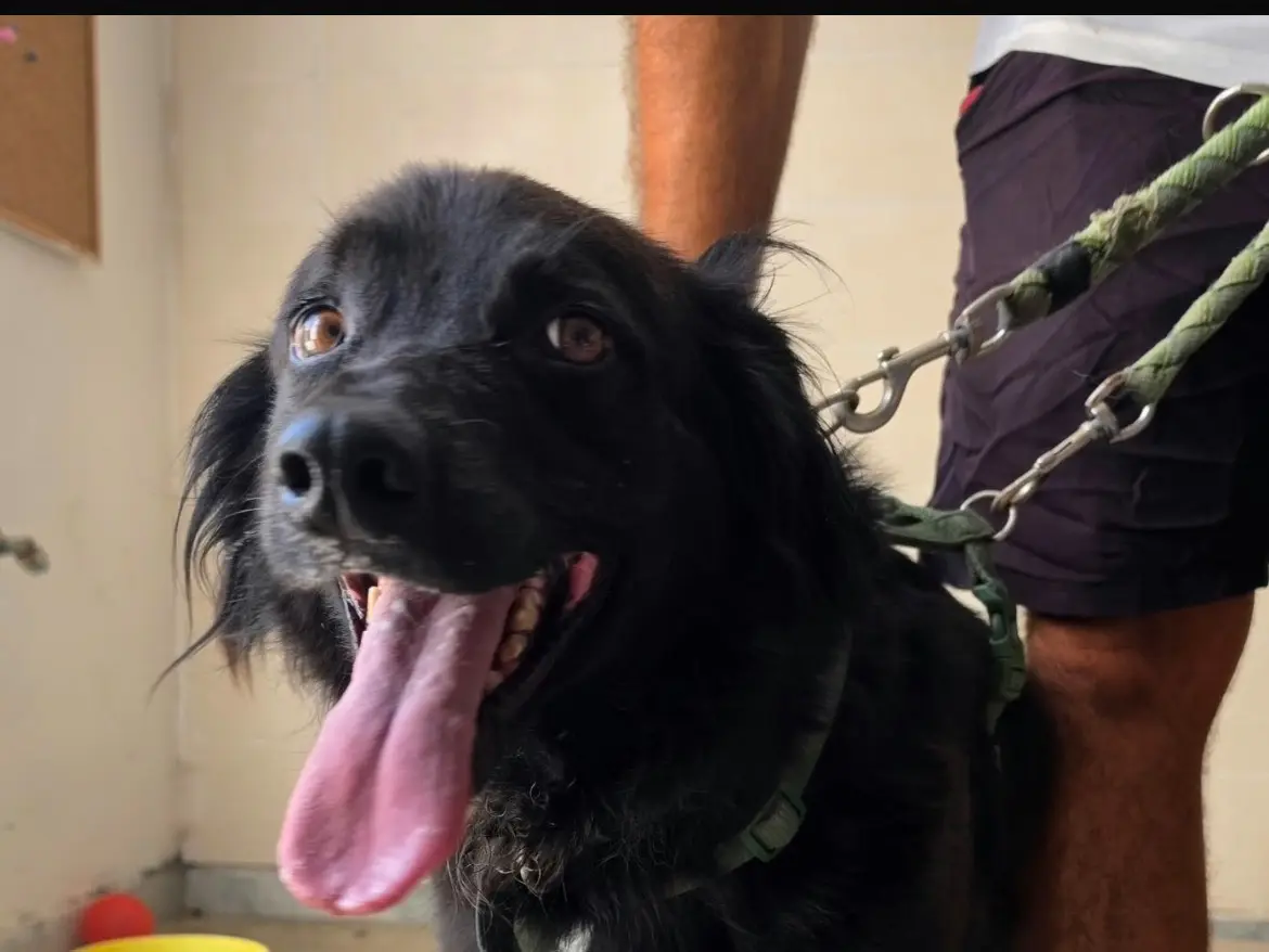 Adozione cane, maschio, Razza sconosciuta Razza sconosciuta, 5 anni e 3 mesi, taglia media, Caserta