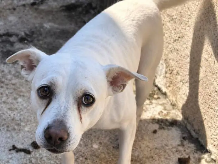 Adotta un cane, taglia media contenuta, femmina, Como