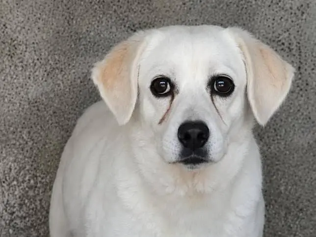 Vuoi adottare un cane a Como?