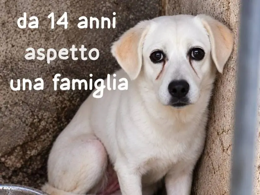 Adozione cane, femmina, Razza sconosciuta Razza sconosciuta, 14 anni e 1 mese, taglia media contenuta, Como