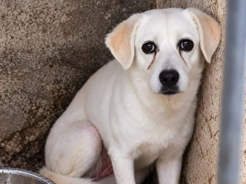 Adotta un cane, femmina, 14 anni e 1 mese, Como