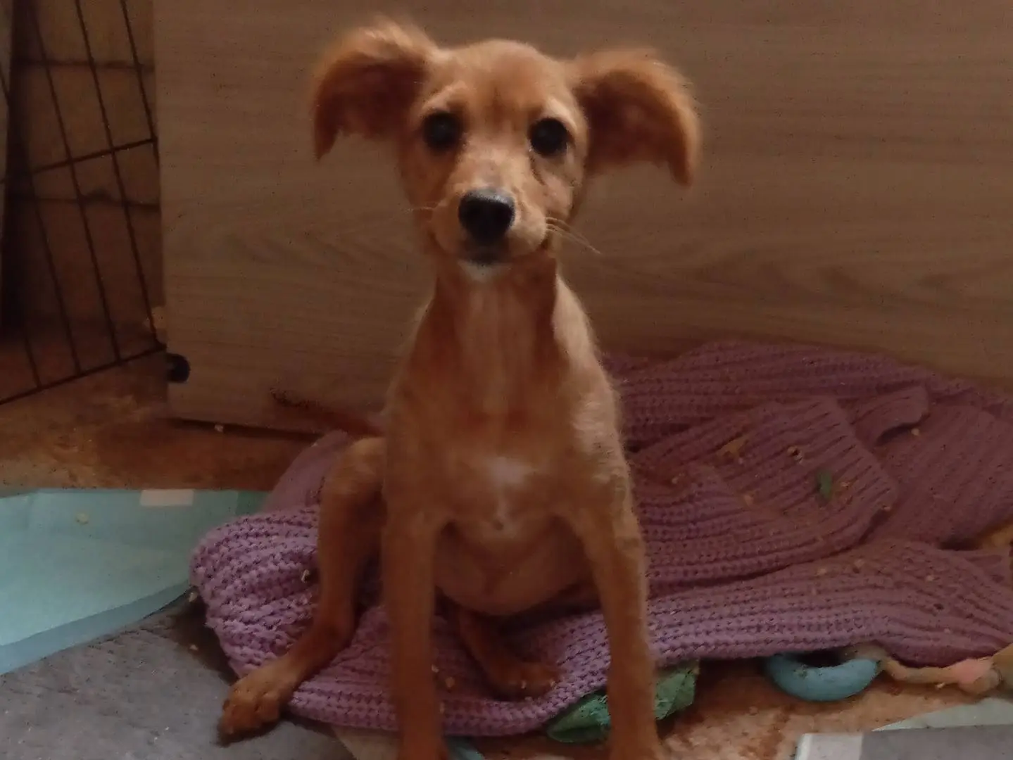 Adozione cane, femmina, Razza sconosciuta Razza sconosciuta, 4 mesi, taglia piccola, Frosinone