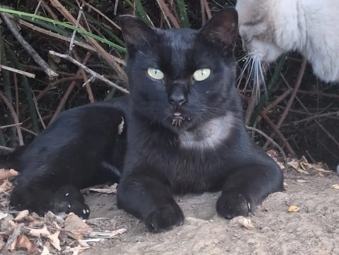 Adozione gatto, maschio, Razza sconosciuta Razza sconosciuta, 6 anni e 2 mesi, taglia non valida, Torino