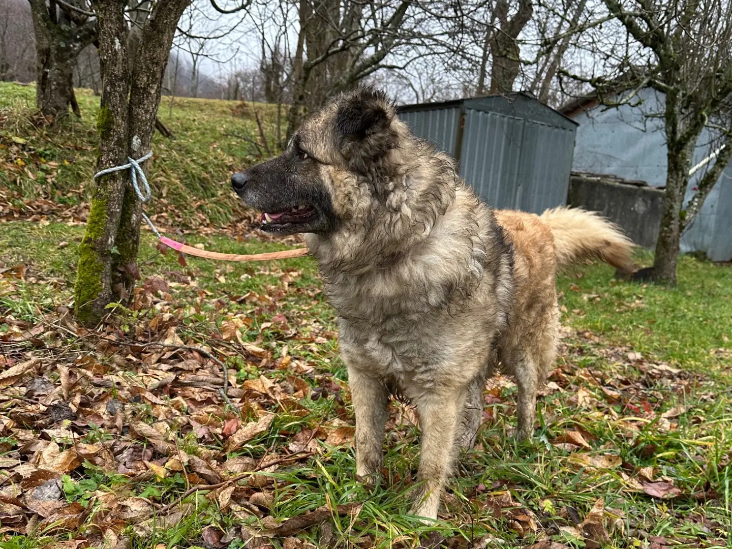 Vuoi adottare un cane a Pavia?