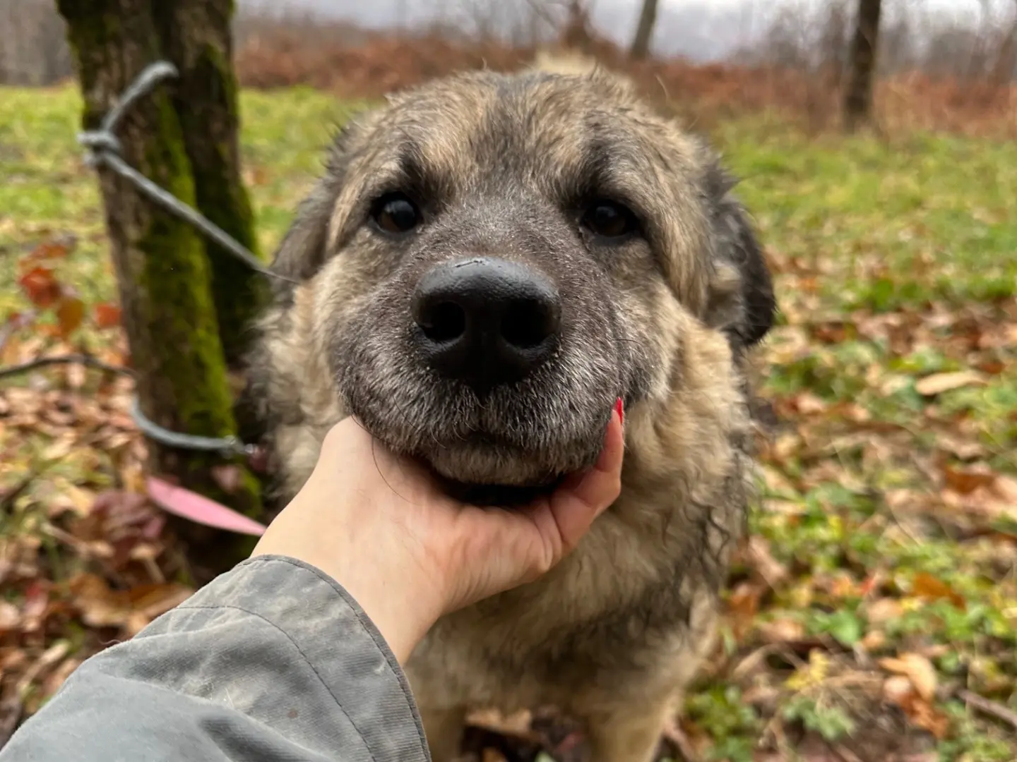 Adotta il cane Mario a Pavia