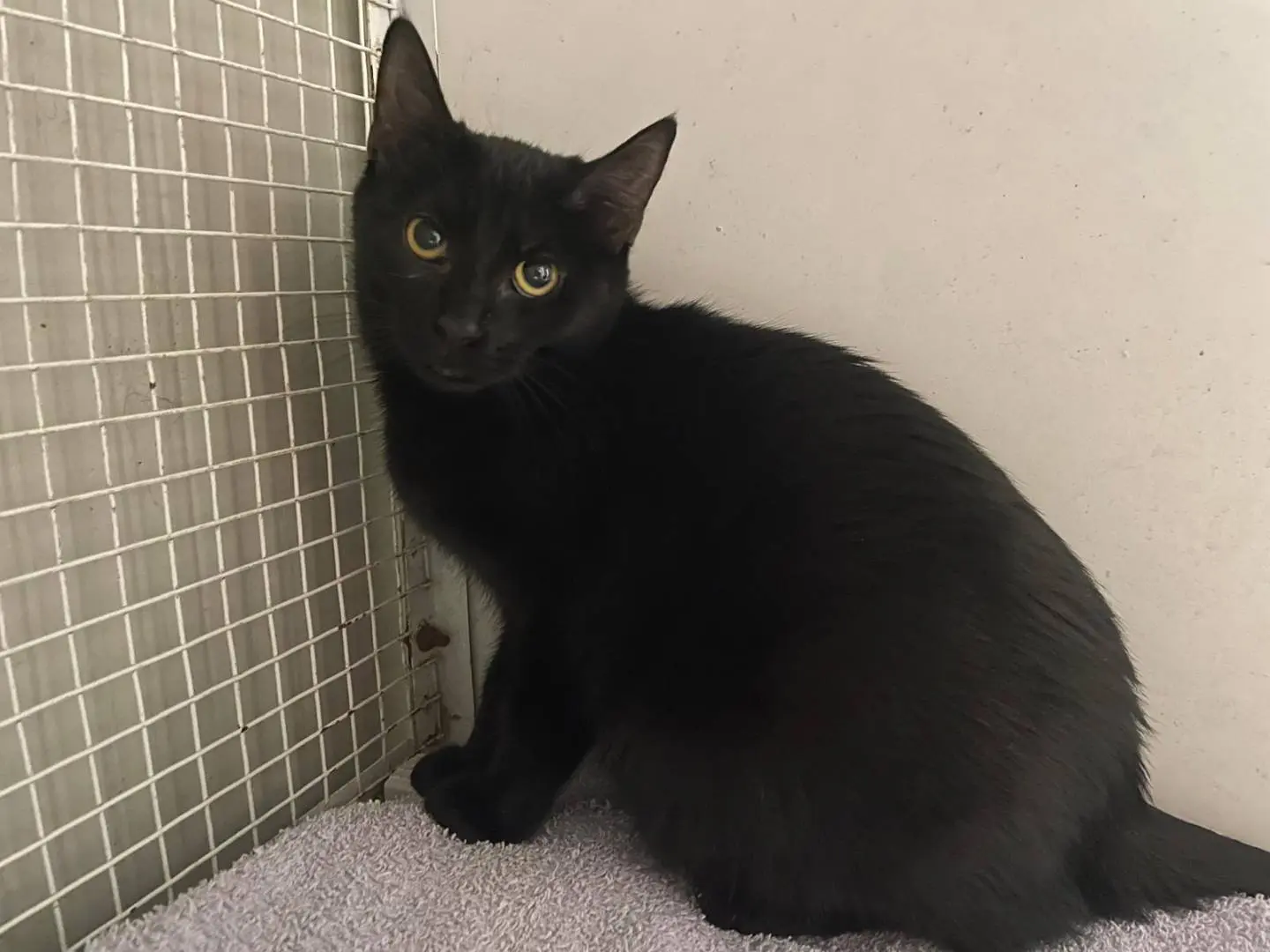 Vuoi adottare un gatto a Terni?