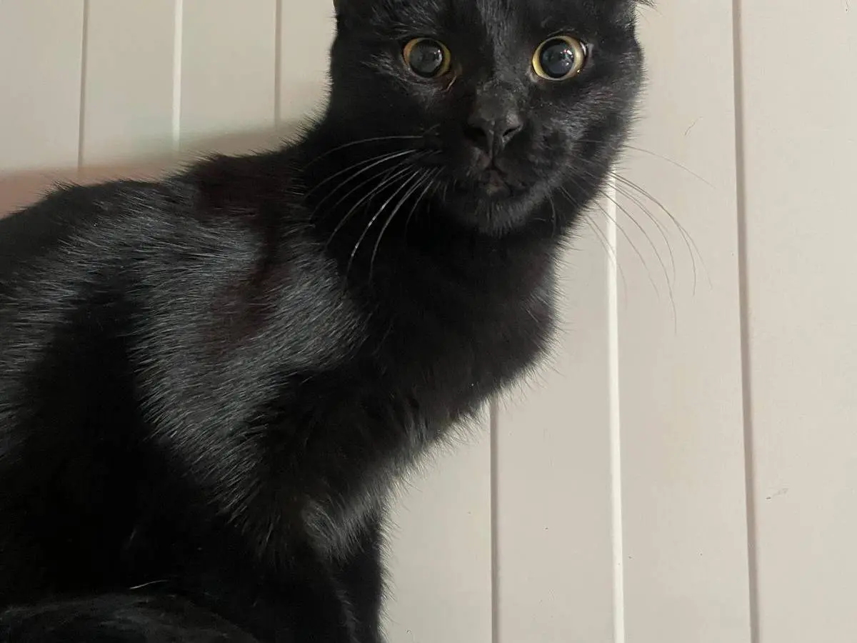 Adotta un gatto, femmina, 1 anno e 2 mesi, Terni