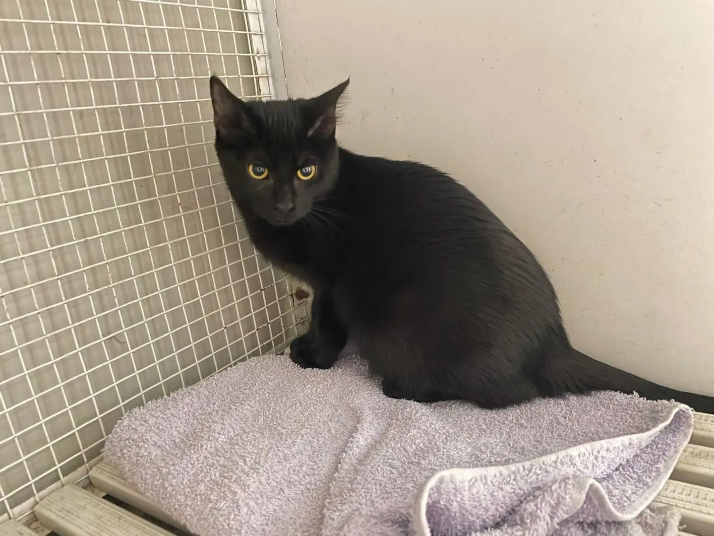 Adozione gatto, femmina, Razza sconosciuta Razza sconosciuta, 1 anno e 2 mesi, taglia non valida, Terni