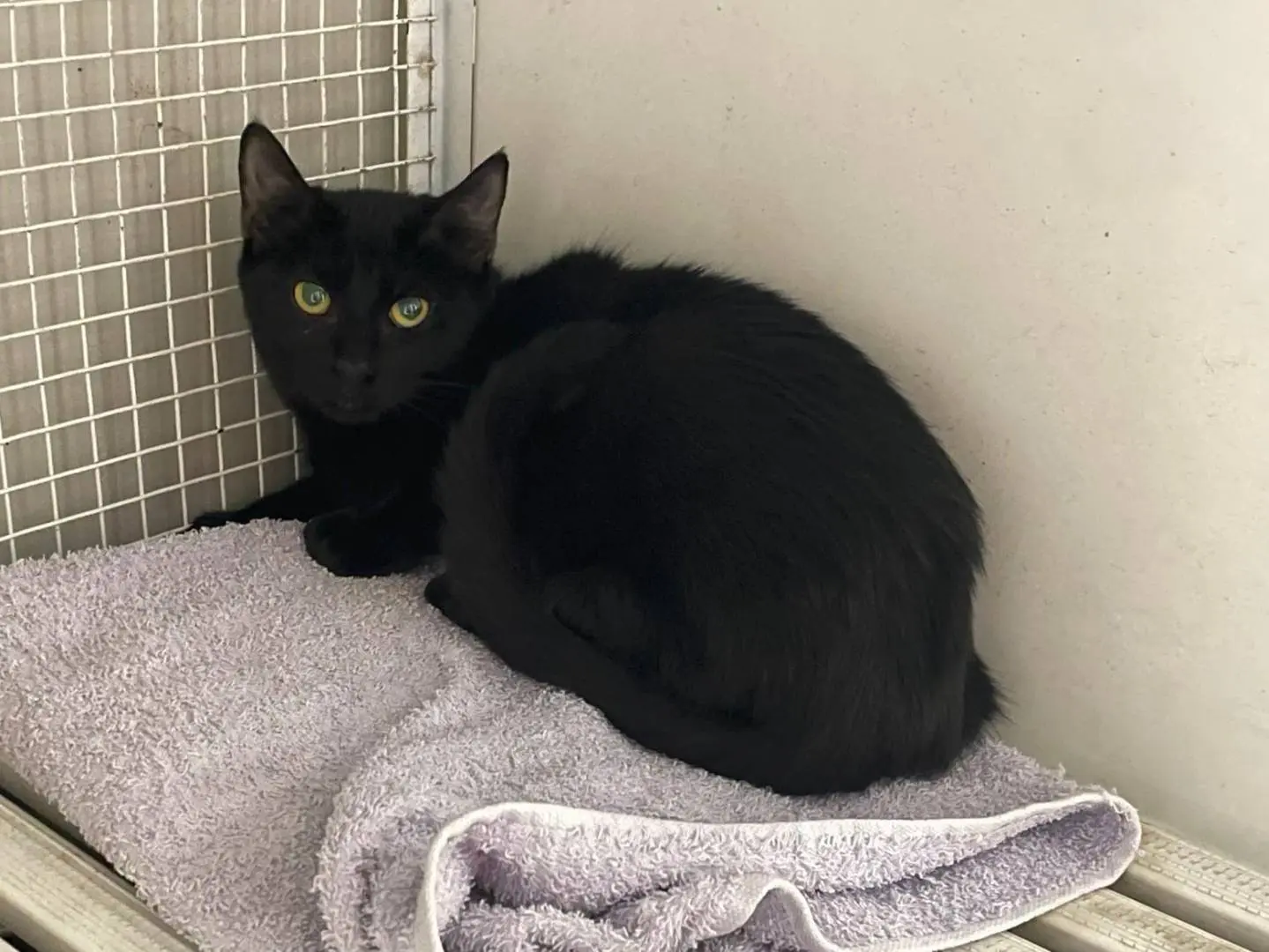 Adotta il gatto Antonia a Terni