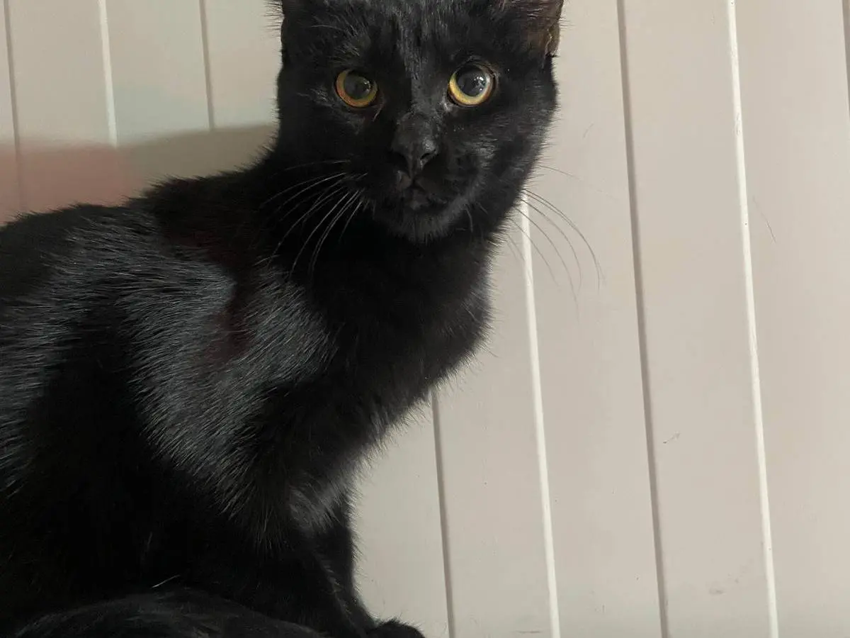Adotta un gatto, taglia non valida, femmina, Terni