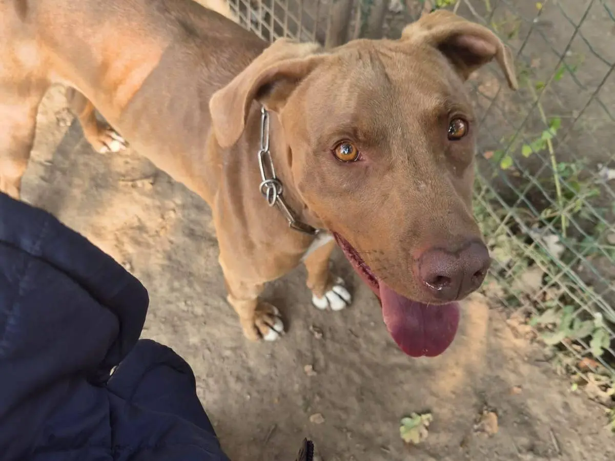 Foto 3 dell'animale