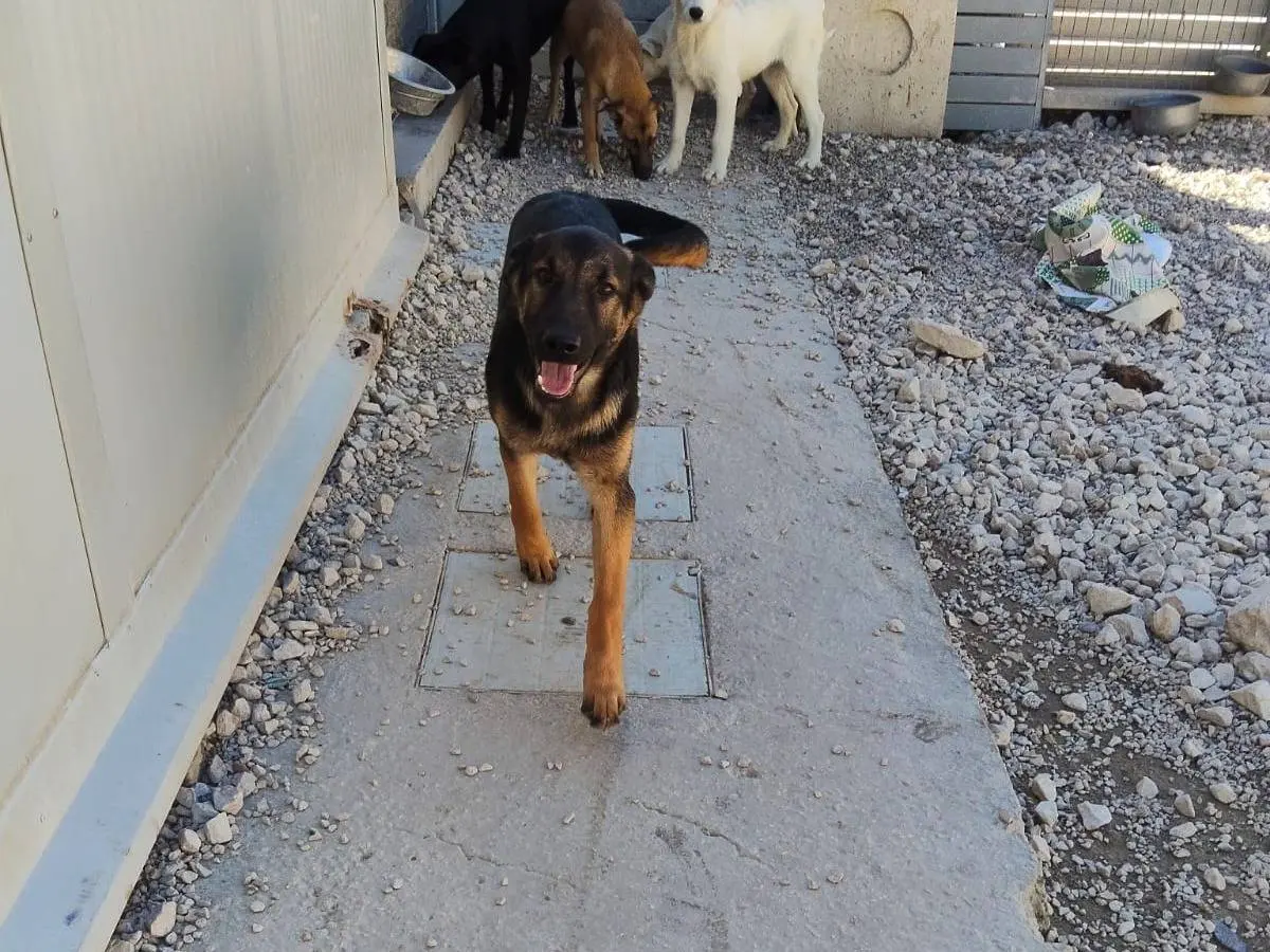 Adotta un cane, maschio, 1 anno e 5 mesi, Ragusa