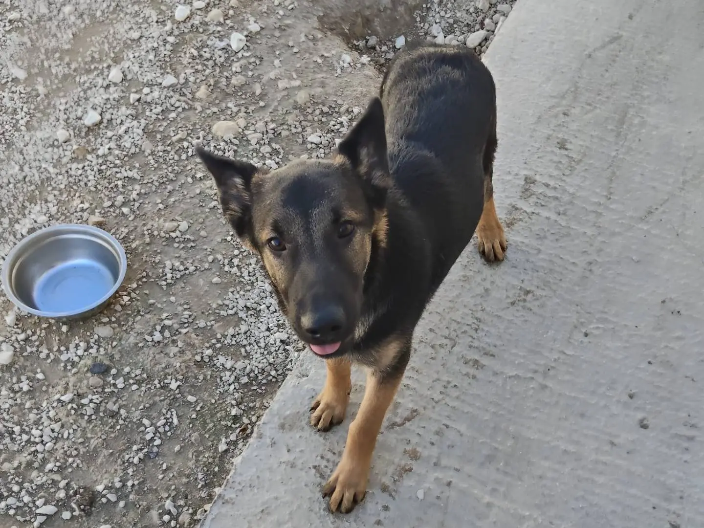 Adozione cane, maschio, Pastore tedesco Pastore Belga Malinois, 1 anno e 5 mesi, taglia media contenuta, Ragusa