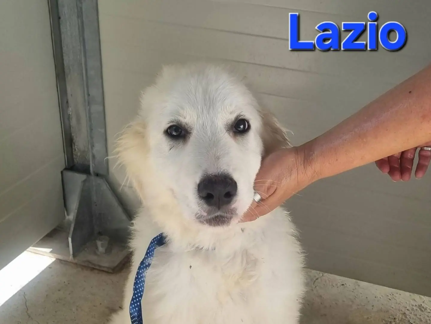 Adotta un cane, taglia grande, maschio, Taranto