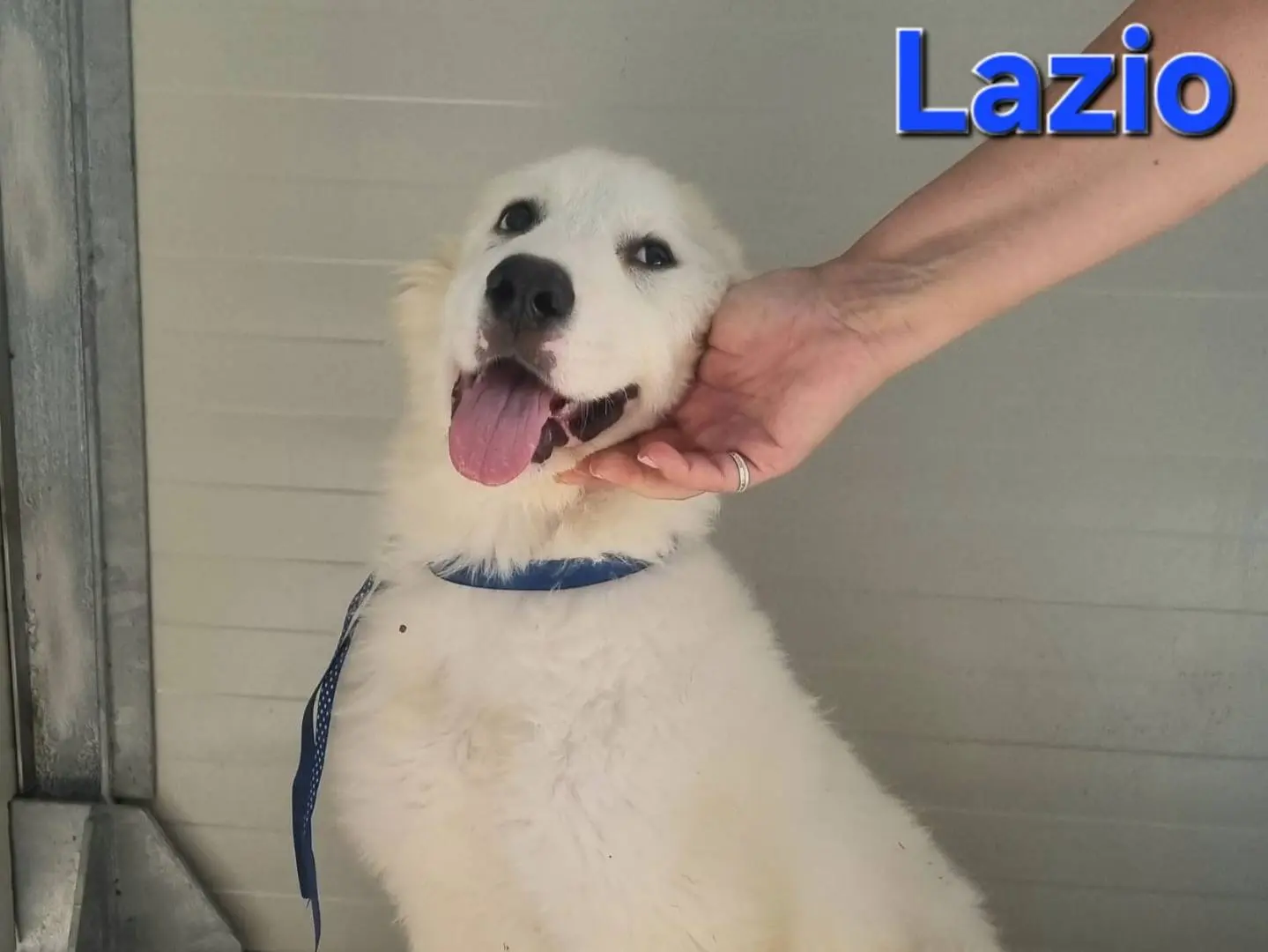 Adotta un cane, maschio, 1 anno e 3 mesi, Taranto