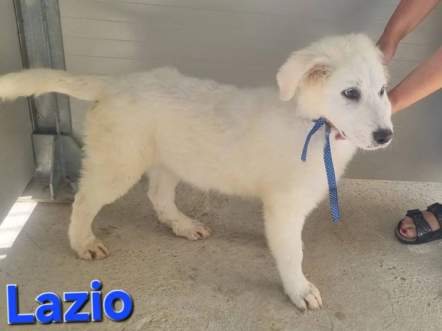 Vuoi adottare un cane a Taranto?