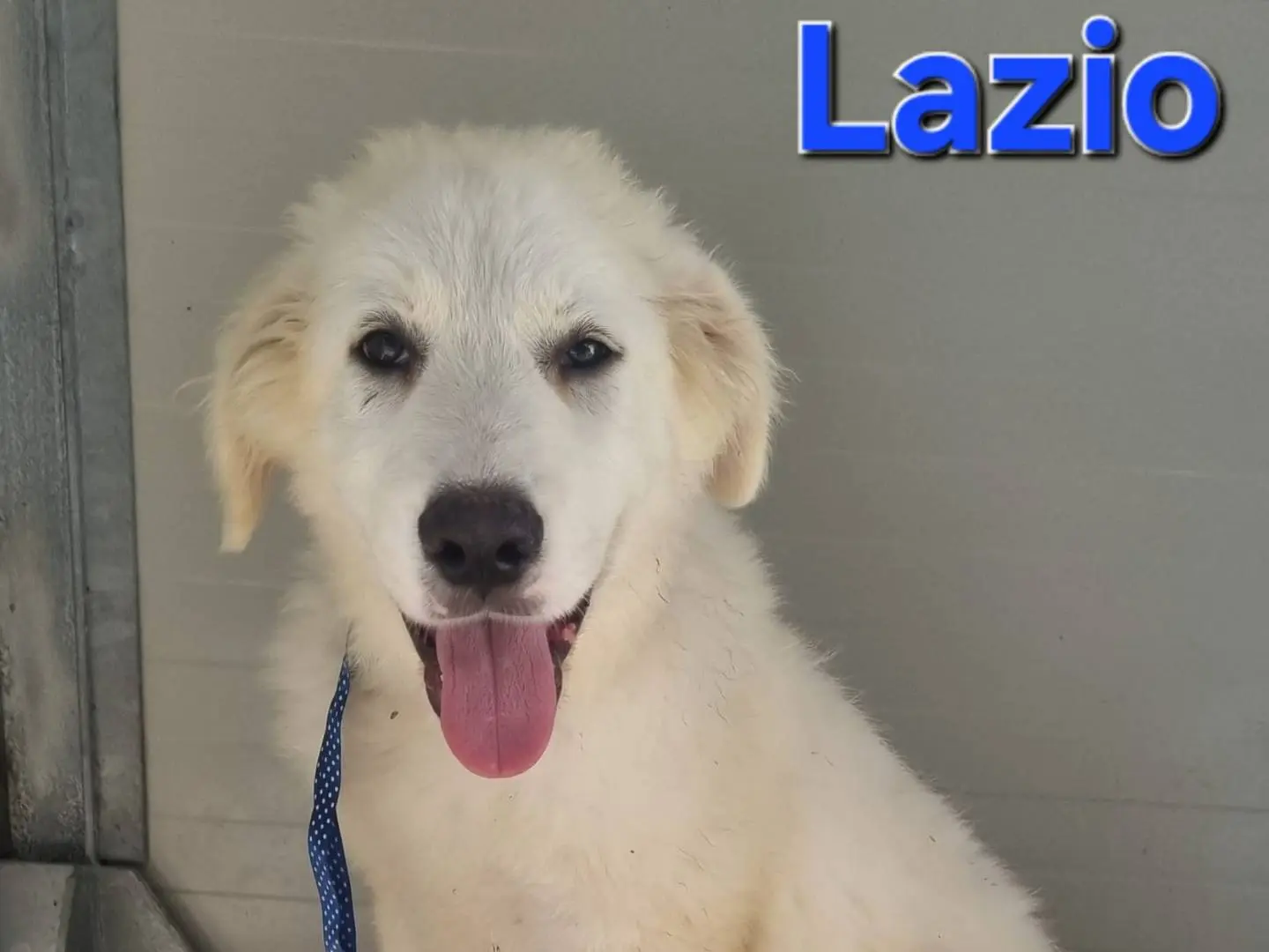 Adozione cane, maschio, Pastore maremmano Razza sconosciuta, 1 anno e 3 mesi, taglia grande, Taranto
