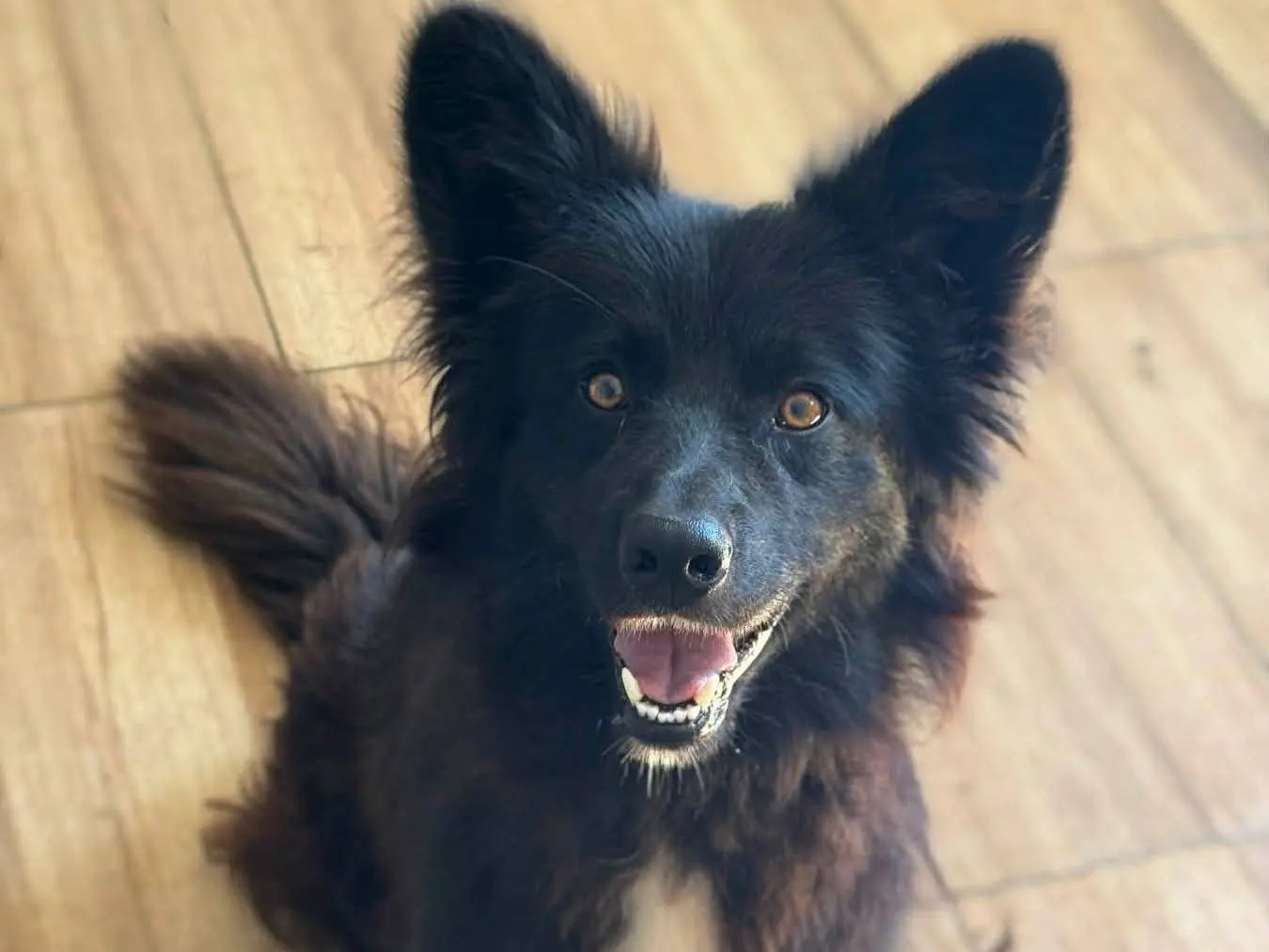 Adozione cane, maschio, Razza sconosciuta Razza sconosciuta, 2 anni e 1 mese, taglia media, Firenze