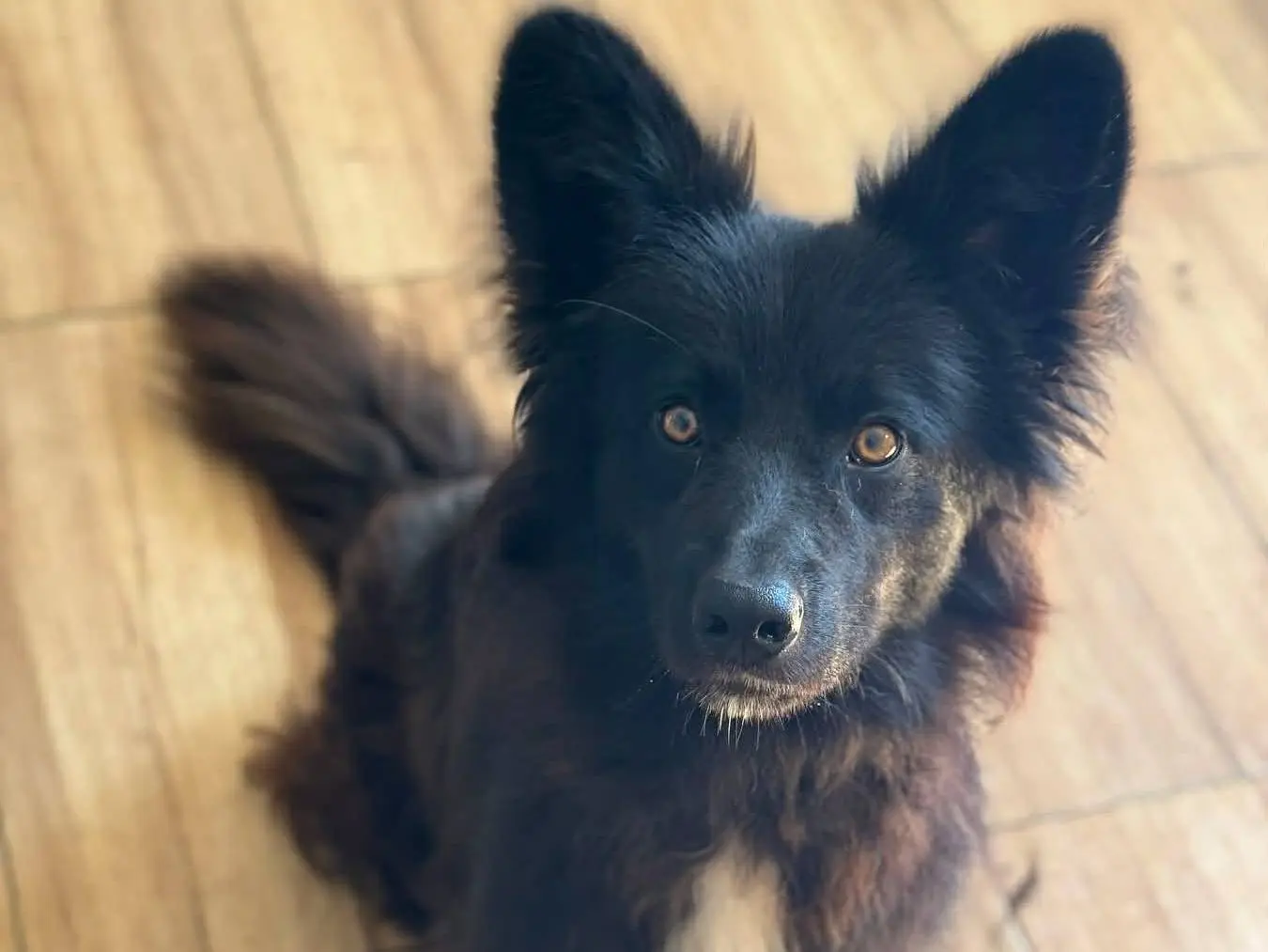 Adotta un cane, maschio, 2 anni e 1 mese, Firenze